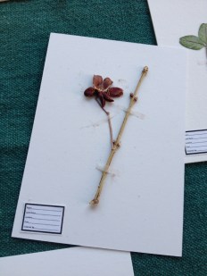 Herbarium-1