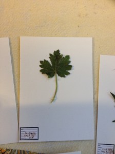 Herbarium-3