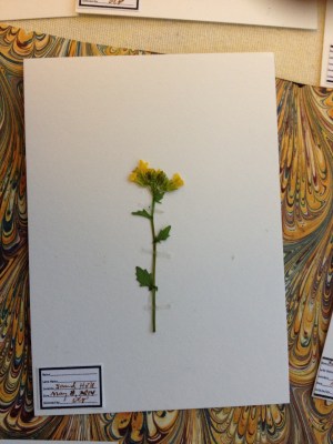 Herbarium-4