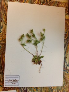 Herbarium-5
