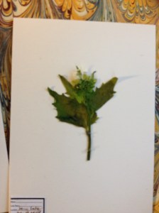 Herbarium-6