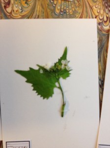 Herbarium-7