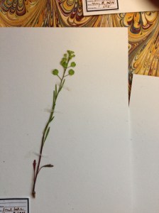 Herbarium-9