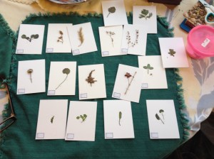 MiniatureHerbarium