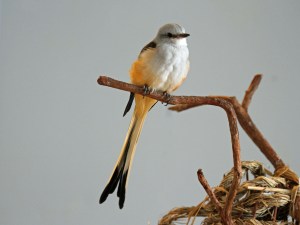 Scissor-tailed_Flycatcher_RWD7