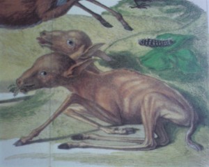 albertus-seba-two-headed-deer-300x240