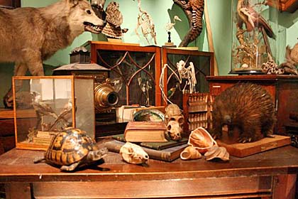 Skeletons-TaxidermiedAnimals