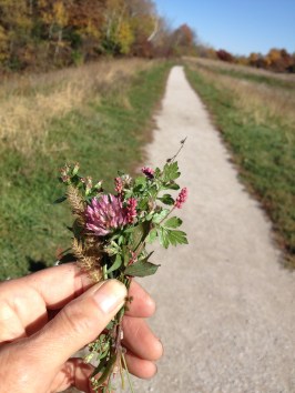 LateAutumnMiniatureFlowers-HickoryHills