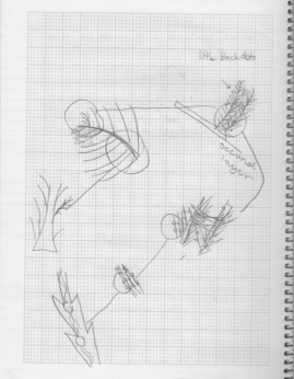 StellaSlideLittleBlackDots